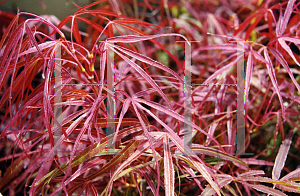 Picture of Acer palmatum(Linearilobum Group) 'Keiser'