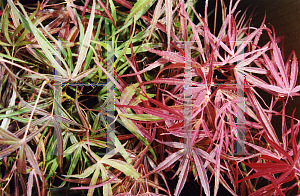 Picture of Acer palmatum(Linearilobum Group) 'Keiser'