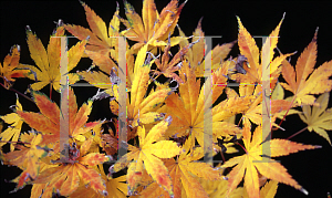 Picture of Acer palmatum (Matsumurae Group) 'Ki hachijo'