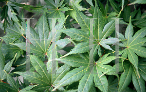 Picture of Acer palmatum (Matsumurae Group) 'Ki hachijo'