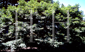 Picture of Acer palmatum (Matsumurae Group) 'Ki hachijo'