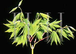 Picture of Acer palmatum (Matsumurae Group) 'Ki hachijo'