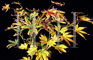 Picture of Acer palmatum (Matsumurae Group) 'Killarney'