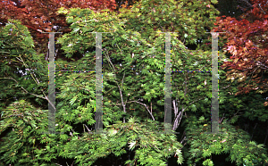 Picture of Acer palmatum (Matsumurae Group) 'Killarney'