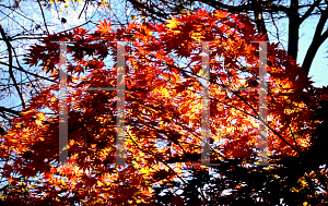 Picture of Acer palmatum (Matsumurae Group) 'Killarney'