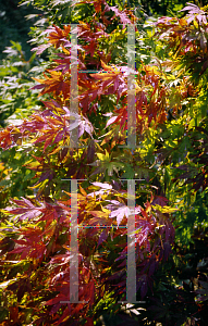 Picture of Acer palmatum (Matsumurae Group) 'Killarney'