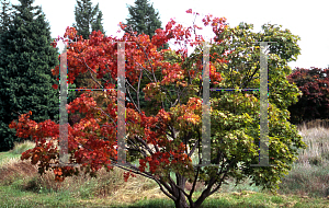 Picture of Acer palmatum (Matsumurae Group) 'Killarney'