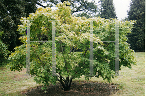 Picture of Acer palmatum (Matsumurae Group) 'Killarney'
