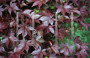 Picture of Acer palmatum 'Kingsville 1'