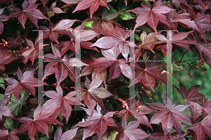 Picture of Acer palmatum 'Kingsville 1'