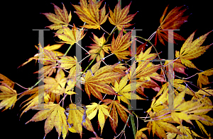 Picture of Acer palmatum (Matsumurae Group) 'Kinran'