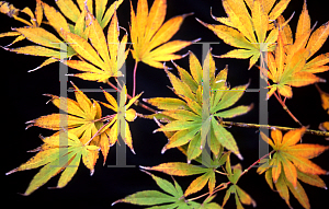 Picture of Acer palmatum (Matsumurae Group) 'Kinran'