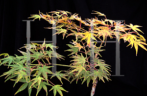 Picture of Acer palmatum 'Kinshi'