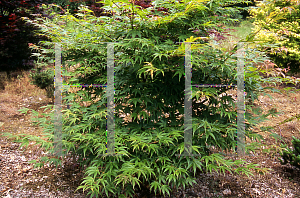 Picture of Acer palmatum 'Kinshi'