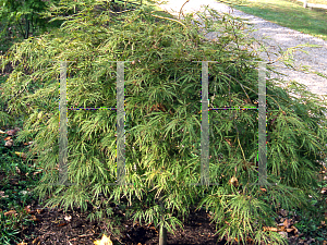 Picture of Acer palmatum (Dissectum Group) 'Kiri nishiki'