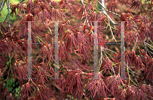 Picture of Acer palmatum (Dissectum Group) 'Kiri nishiki'