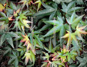 Picture of Acer palmatum 'Kiyohime'