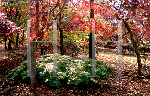 Picture of Acer palmatum 'Kiyohime'