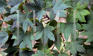Picture of Acer palmatum 'Ko hauchina kaido'