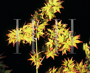 Picture of Acer palmatum 'Kogane nishiki'