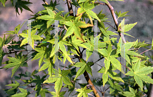 Picture of Acer palmatum 'Kogane nishiki'