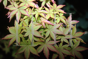 Picture of Acer palmatum 'Kogane nishiki'