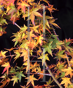 Picture of Acer palmatum 'Kogane nishiki'