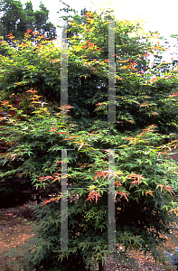 Picture of Acer palmatum 'Kogane nishiki'