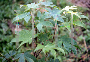 Picture of Acer palmatum 'Kokyo'