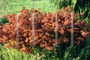 Picture of Acer palmatum 'Komachi hime'