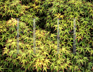 Picture of Acer palmatum 'Komachi hime'