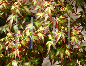 Picture of Acer palmatum 'Komachi hime'