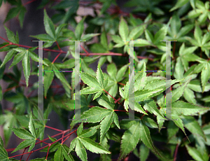 Picture of Acer palmatum 'Komachi hime'