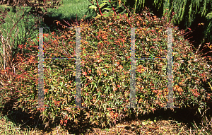 Picture of Acer palmatum 'Komachi hime'