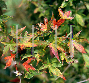 Picture of Acer palmatum (Amoenum Group) 'Komon nishiki'