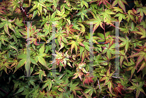 Picture of Acer palmatum (Amoenum Group) 'Komon nishiki'