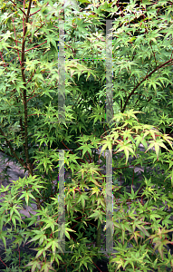 Picture of Acer palmatum (Amoenum Group) 'Komon nishiki'