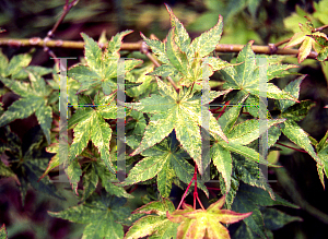 Picture of Acer palmatum (Amoenum Group) 'Komon nishiki'