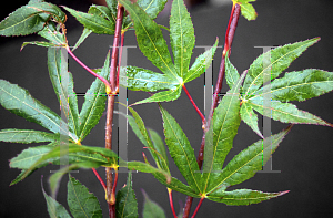 Picture of Acer palmatum 'Korean Gem (Koreanum)'