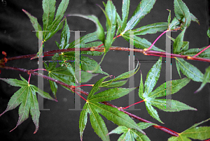 Picture of Acer palmatum 'Korean Gem (Koreanum)'