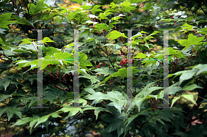 Picture of Acer palmatum 'Korean Gem (Koreanum)'