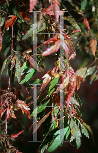 Picture of Acer palmatum 'Koshimino'