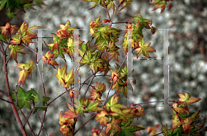 Picture of Acer palmatum 'Koshibori nishiki'