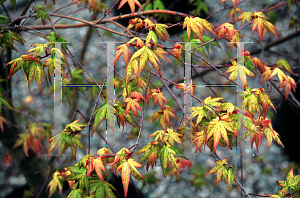 Picture of Acer palmatum 'Koshibori nishiki'