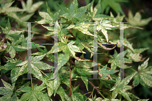 Picture of Acer palmatum 'Koshibori nishiki'