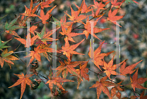 Picture of Acer palmatum 'Koshibori nishiki'