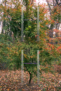 Picture of Acer palmatum 'Koshibori nishiki'