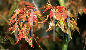 Picture of Acer palmatum 'Koshimino'