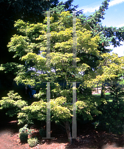 Picture of Acer palmatum 'Kotohime'
