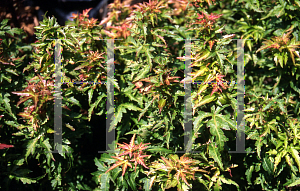 Picture of Acer palmatum 'Kotohime'